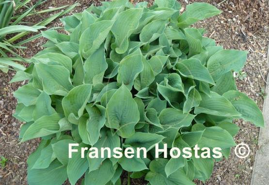 Hosta Blue Boy